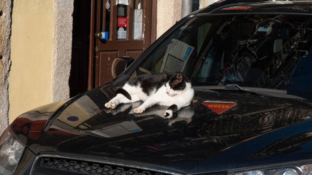 domestic cat lies on the hood of a car and basks in the spring sunの写真素材