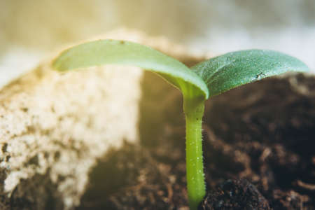 A young plant sprouted from a seed in a peat pot in the rays of sunset close-up