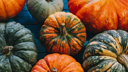 Bright multicolored pumpkins on a blue backgroundの写真素材