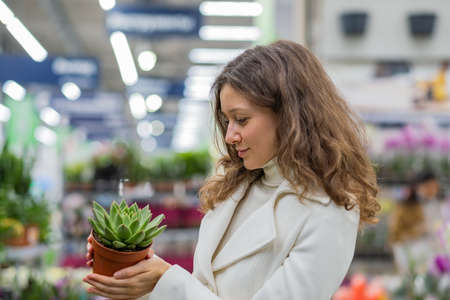 Young woman with curly hair chooses succulent in storeの写真素材