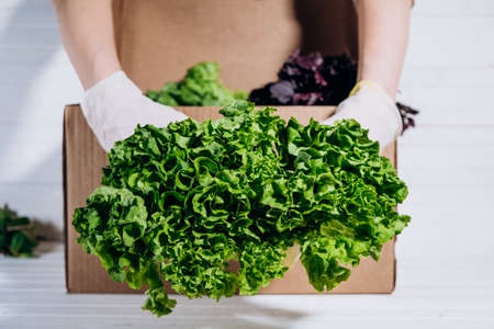 Delivery of fresh vegetables and herbs online during the quarantine period, a hand in a rubber glove holds a fresh bush of lettuce in front of a corton boxの写真素材
