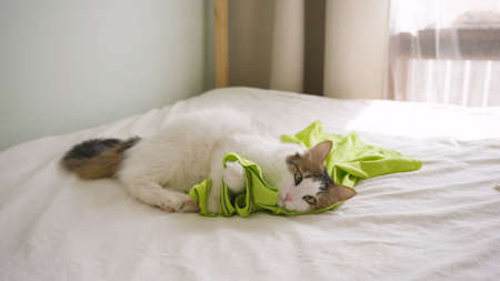 Beautiful cat plays with bright green t-shirt on owner bed