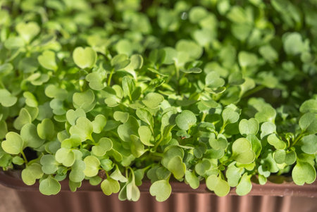 Lush Microgreens Growing in a Brown Planting Trayの写真素材