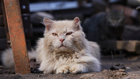 Old dirty cat lies on the ground and rests, the wind ruffles its fur