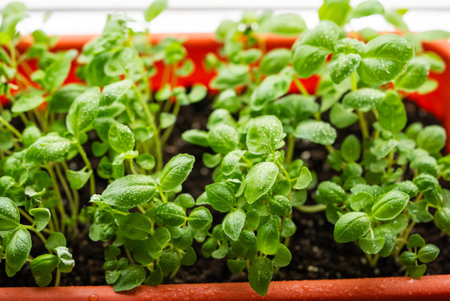 Vibrant basil seedlings sprout in a terracotta planter, their leaves dotted with fresh water droplets from recent watering.の写真素材
