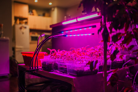 Array of plant seedlings flourish under the glow of LED grow lights in a cozy indoor setting, blending technology with urban gardening.の写真素材