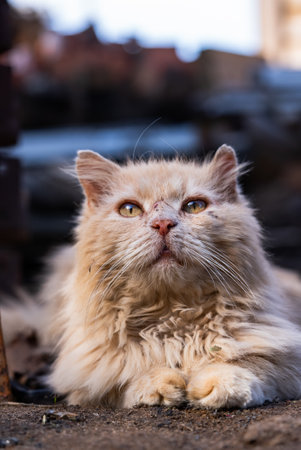 Portrait of fluffy orange cat with striking eyes sitting on gritty urban backgroundの写真素材