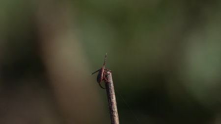 Close-Up of a Tick on a Twig in a Natural Setting, Wildlife Detailの写真素材