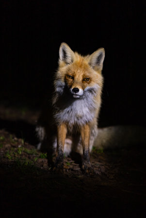Red fox in spotlight on dark background, dramatic wildlife portraitの写真素材