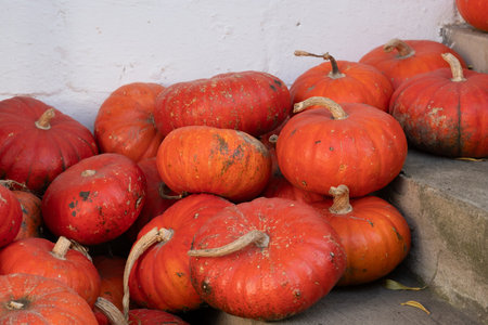 A group of freshly picked pumpkins rests against a white wall, their vivid orange color speckled with soil.の写真素材