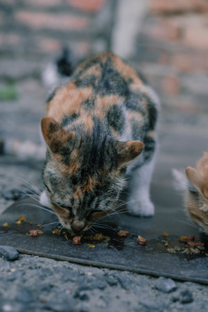 A calico mother diligently feeds beside her kitten on a cobblestone path, showcasing the reality of stray life. Their intimate feeding moment is a snapshot of urban survival.の写真素材