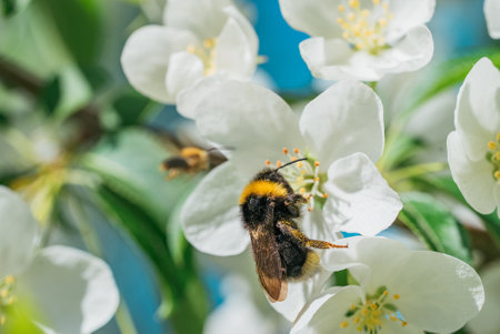 Close-up of Bumblebee Pollinating White Flowers in Springtimeの写真素材