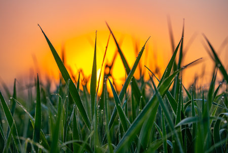 Close-up of Dewy Grass Blades at Sunrise with Golden Lightの写真素材
