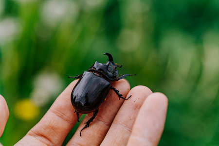 Close-up of Rhinoceros Beetle on Hand in Natural Settingの写真素材