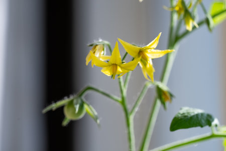 Close-Up of Yellow Tomato Flowers and Budding Fruitの写真素材