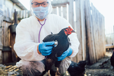 Man veterinarian wearing protective gear examines black chicken with stethoscope, ensuring health and well-being of poultry.の写真素材