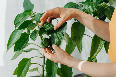 Close-Up woman hands Inspecting Green Bell Peppers on Indoor Pepper Plantの写真素材