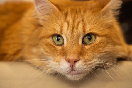 Close-up Portrait of Ginger Cat with Green Eyes and Fluffy Fur