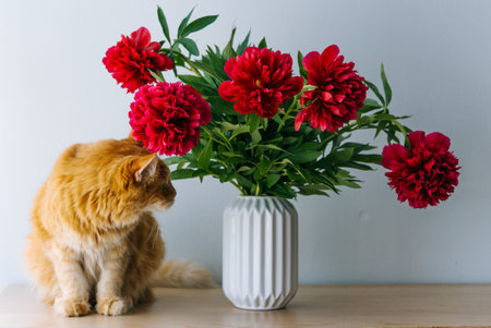 Ginger Cat Sitting Next to Vase with Red Peonies in room against light wallの写真素材