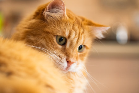 Portrait of a Fluffy Orange Cat with Green Eyesの写真素材