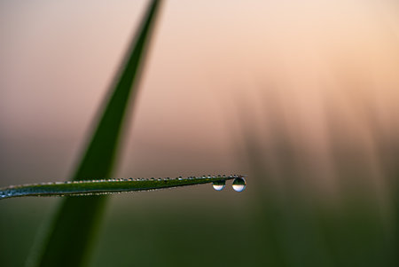 Close-Up of Dew Drops on Grass Blade at Sunrise