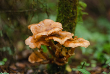 Cluster of Wild Mushrooms Growing in Forest, Close-Up on Fungi in Natural Habitatの写真素材