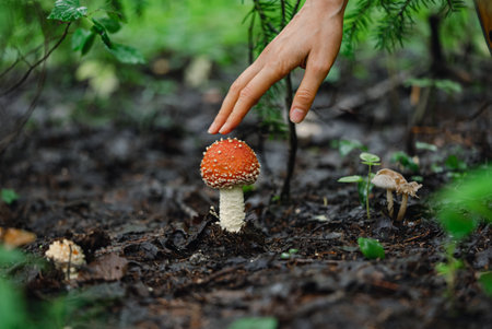 Hand Reaching for Red Fly Agaric Mushroom in Forest, Close-Up of Toxic Fungi in Natural Habitat