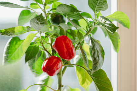 Ripe Red Bell Peppers Growing on a Plant Indoors with Sunlight