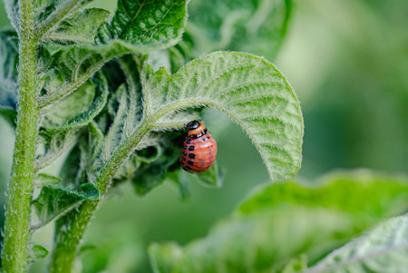 Close-up of Colorado Potato Beetle Larva on Leaf in Green Garden Environment
