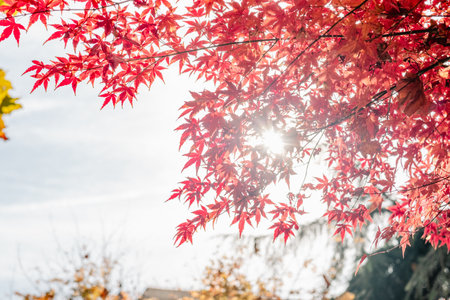 Sunlight shining through red maple leaves in autumn, vibrant fall foliage on tree branches