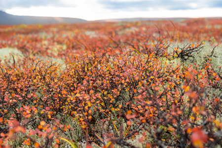 Close-up of vibrant autumn tundra vegetation with red and orange leaves, arctic landscape, nature detailの写真素材