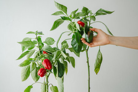Female gardener examines a green pepper on a plant with a mix of red and green peppers, highlighting fresh and nutritious homegrown produceの写真素材