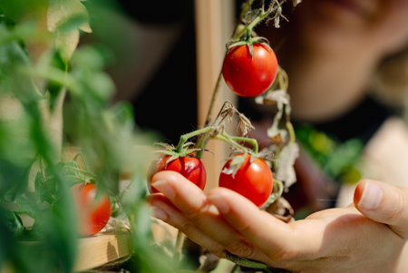 Farmer examines fully grown cherry tomatoes in a lively greenhouse, displaying organic produce and eco-friendly farming practicesの写真素材