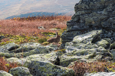 Wild hare rests peacefully on a rocky mountainside in a serene valley, surrounded by autumn colors and natural beautyの写真素材