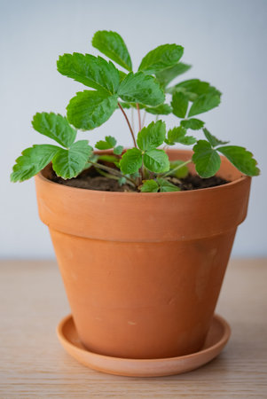 Thriving young strawberry plant in a terracotta pot captures the beauty of growth and the potential for tasty fruitの写真素材