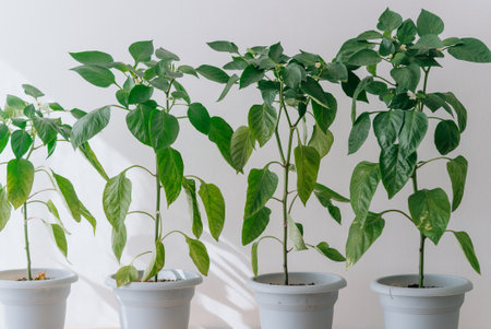 Four vibrant green pepper plants thriving in white pots against a clean white wall, bringing nature indoors and promoting wellbeing. Perfect for any spaceの写真素材