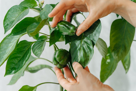 Captivating image of hands examining vibrant green bell peppers in a lush garden, symbolizing the joy of growing organic produce at homeの写真素材