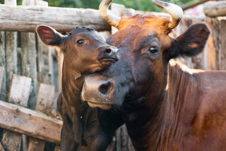 Serene farm scene featuring a young brown calf cuddling its mother, highlighting their strong bondの写真素材