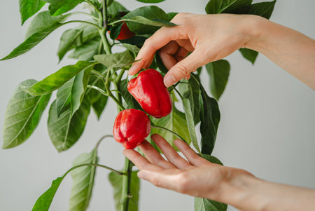 Woman hands harvesting ripe red bell peppers from plantの写真素材