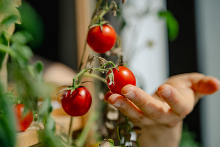 Woman hand harvesting ripe red tomatoes from a plant, home gardening and organic food production.の写真素材