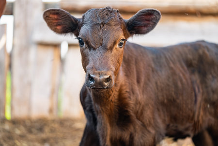 Close-up of a young brown calf on a farm, curious expressionの写真素材