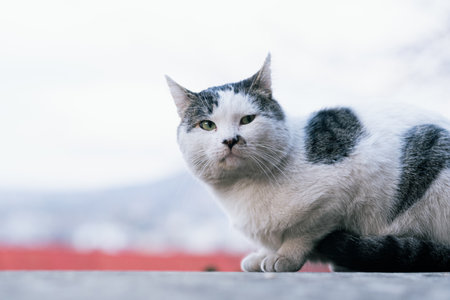 A contemplative white and grey cat with striking green eyes lounges against a blurred background