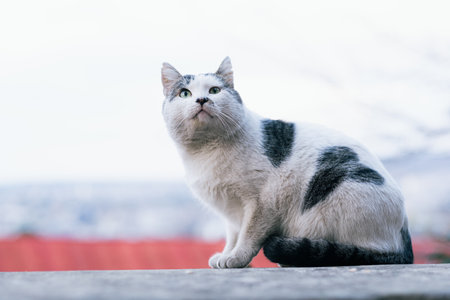A white and grey cat with striking green eyes sits on a ledge, gazing into the distance. The soft focus background emphasizes its thoughtful expression.の写真素材
