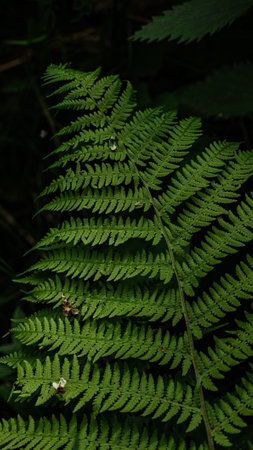 A fern leaf displays its intricate pattern of fronds, highlighted by the soft play of natural lightの写真素材