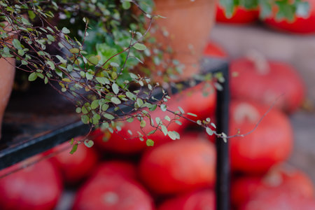 Cascading Greenery Over Red Pumpkinsの写真素材