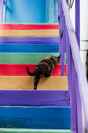 A tortoiseshell cat ascends a vibrant staircase painted in rainbow hues, adding life to the colorful scene.の写真素材
