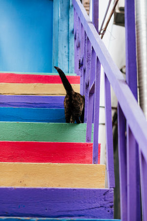 Curious black cat explores vibrant stairs against a rainbow backdrop, exuding adventure and charmの写真素材