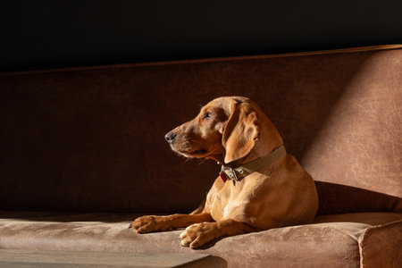Brown dog relaxing on a couch in sunlight. Studio pet portrait with warm tones and natural light.の写真素材