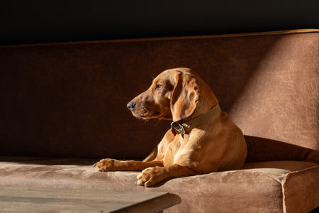 A contemplative brown dog enjoys a quiet moment in the sunlight on a cozy suede couch.の写真素材