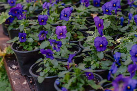 Lush Pansies in Garden Nurseryの写真素材